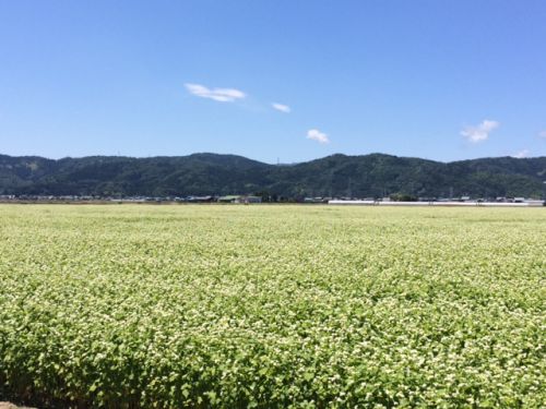 平成29年福井県産夏の新蕎麦が開花していました。