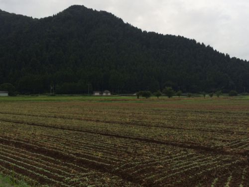 平成29年福井県産秋蕎麦の栽培レポート「台風５号通過後の蕎麦圃場の状況」