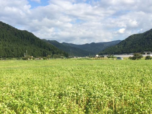 平成29年福井県産秋蕎麦の栽培レポートその３「８月下旬の蕎麦圃場の状況」