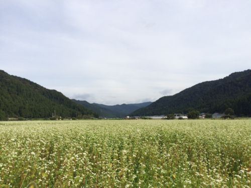 平成29年福井県産秋蕎麦の栽培レポートその４「蕎麦の白い花が満開」