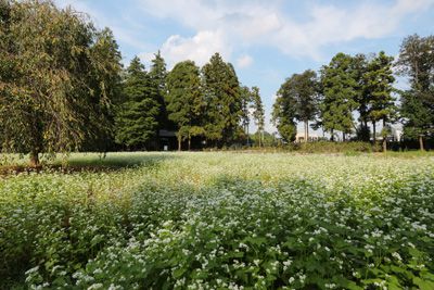 そばの花を見てきました！