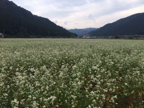 平成29年福井県産秋蕎麦の栽培レポートその５「今年の福井県のソバ栽培の状況は？」