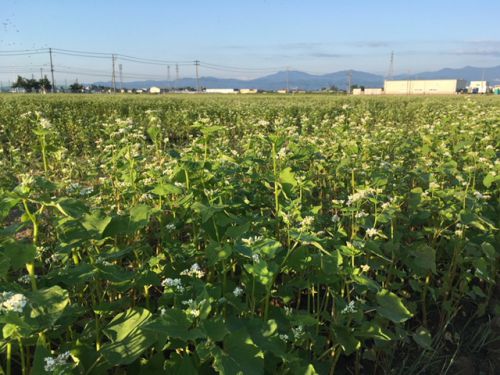 平成30年産！今年も福井夏の新そばが開花しています！