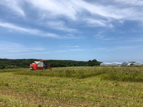 福井県産夏の新蕎麦の刈取りが始まっております！