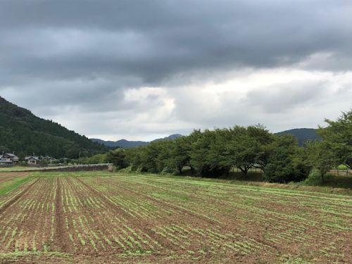 平成３０年福井県産秋そばの栽培レポートその２「発芽」