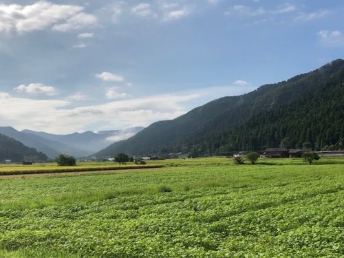 平成３０年福井県産秋そばの栽培レポートその３「開花」