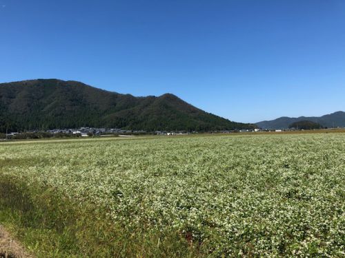 平成３０年福井県産秋そばの栽培レポートその４「収穫までもう少し」