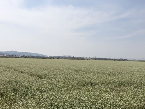 「令和元年産」福井県産夏の新そばの生育状況は？そば畑を見学！