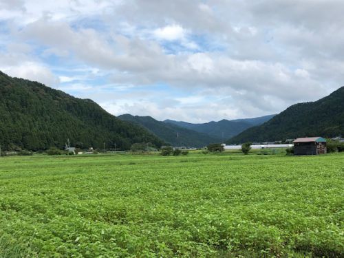 「令和元年」福井県産秋ソバの種まきから約一か月後のそば畑の状況は？