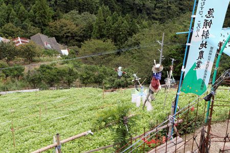 赤やピンクのそばの花