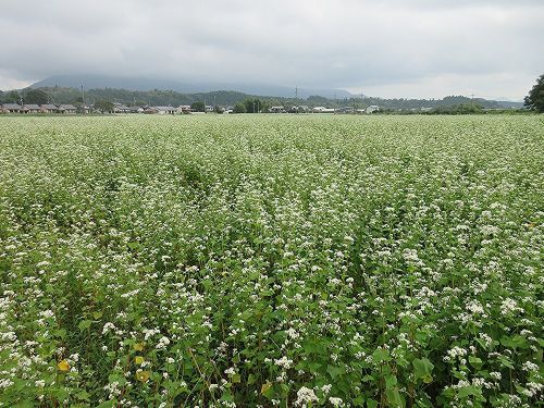 蒜山そばの花